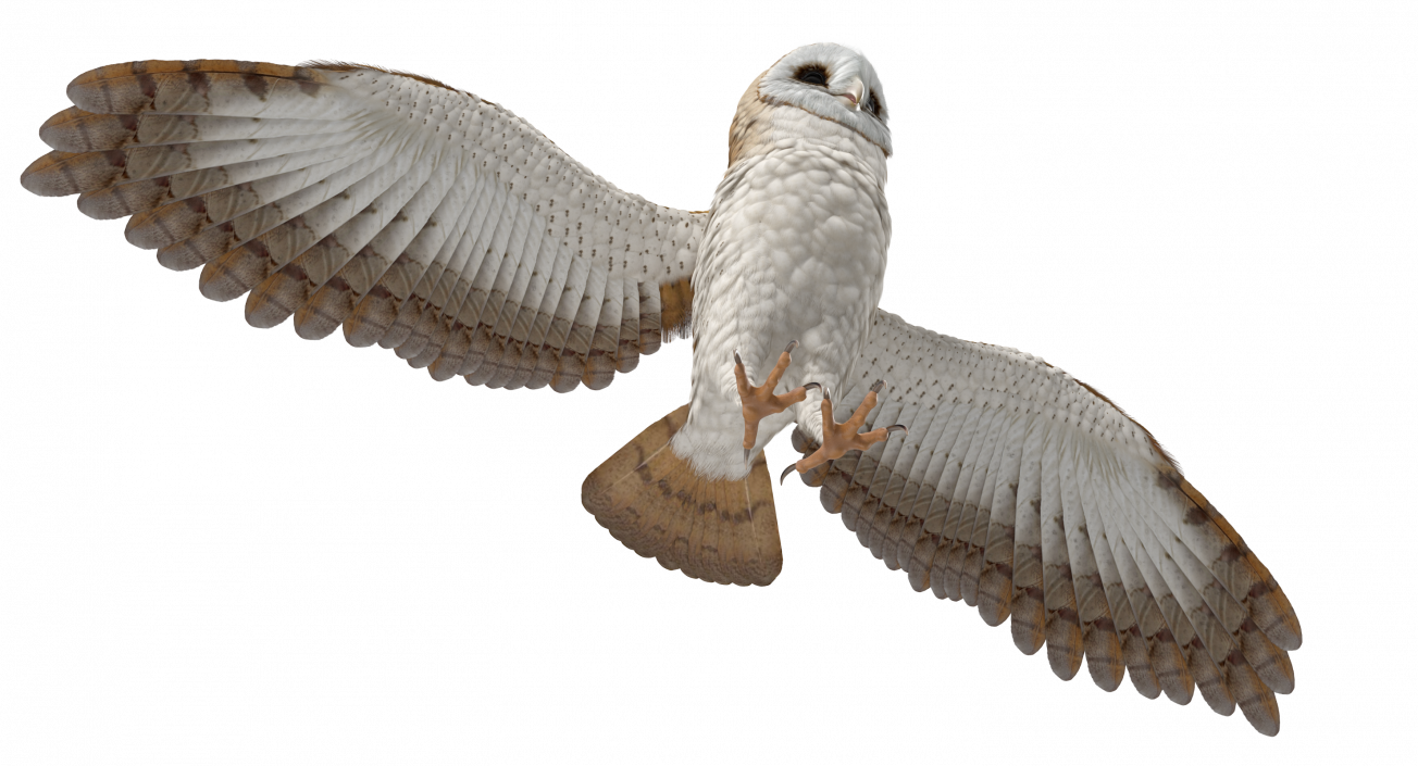 3D model Common Barn Owl