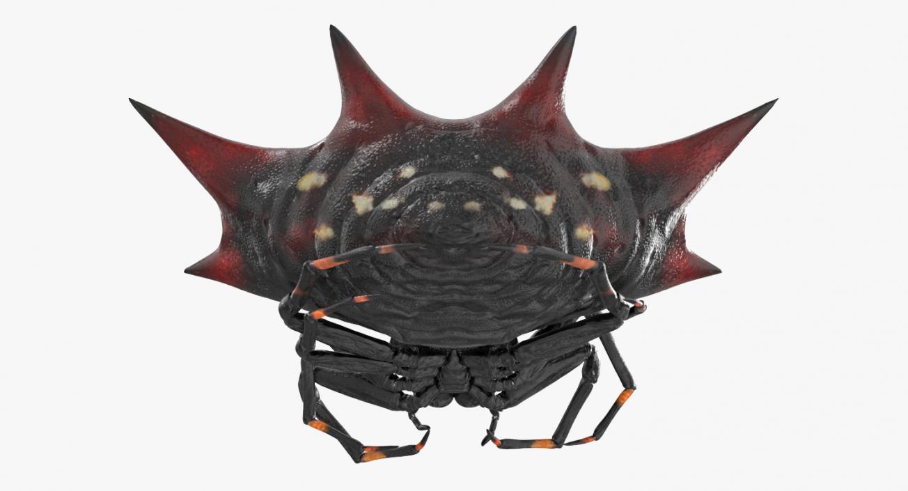 3D model Gasteracantha Spider