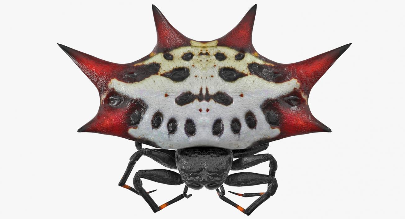 3D model Gasteracantha Spider