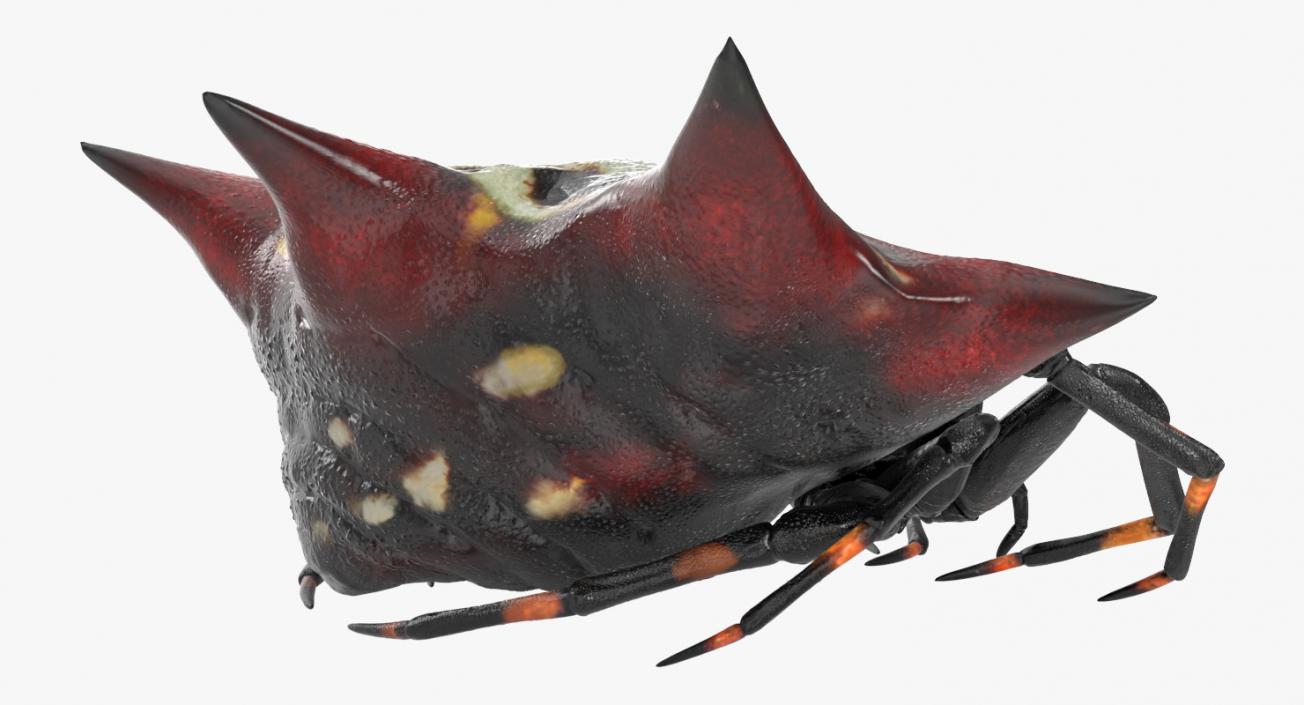 3D model Gasteracantha Spider