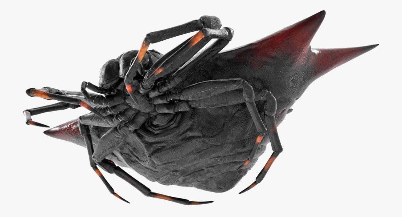 3D model Gasteracantha Spider