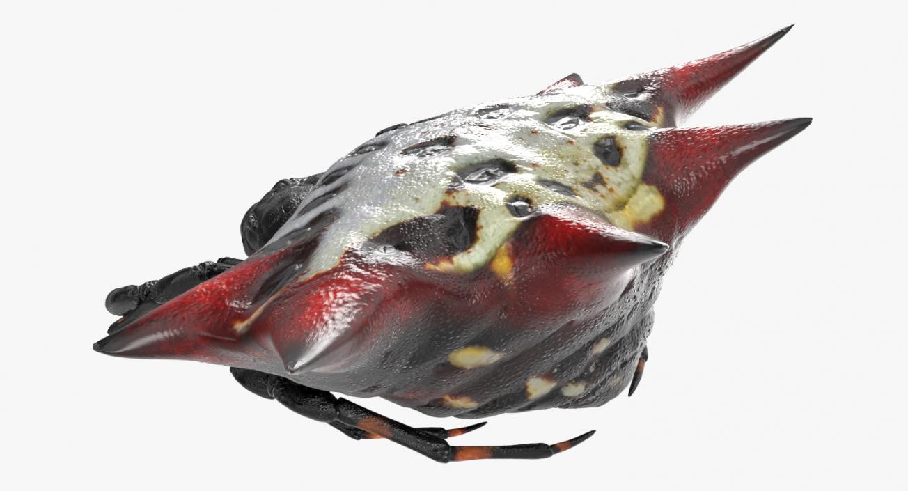 3D model Gasteracantha Spider