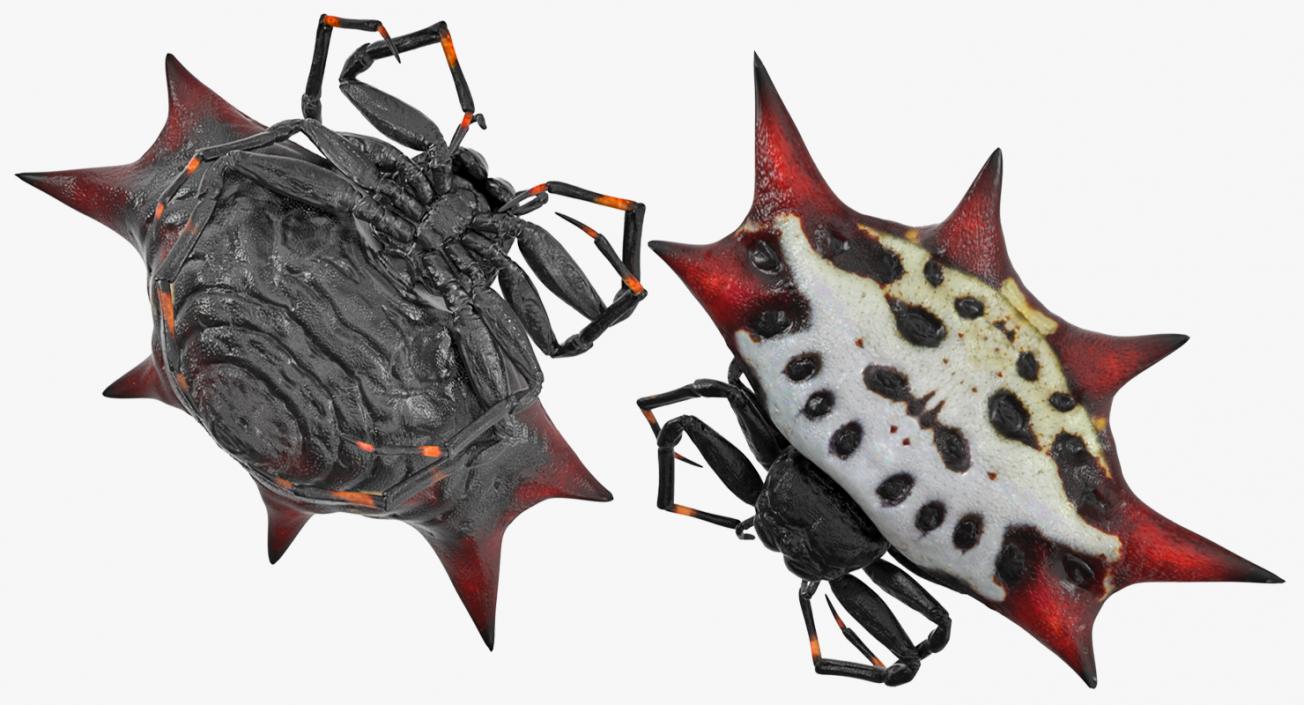 3D model Gasteracantha Spider