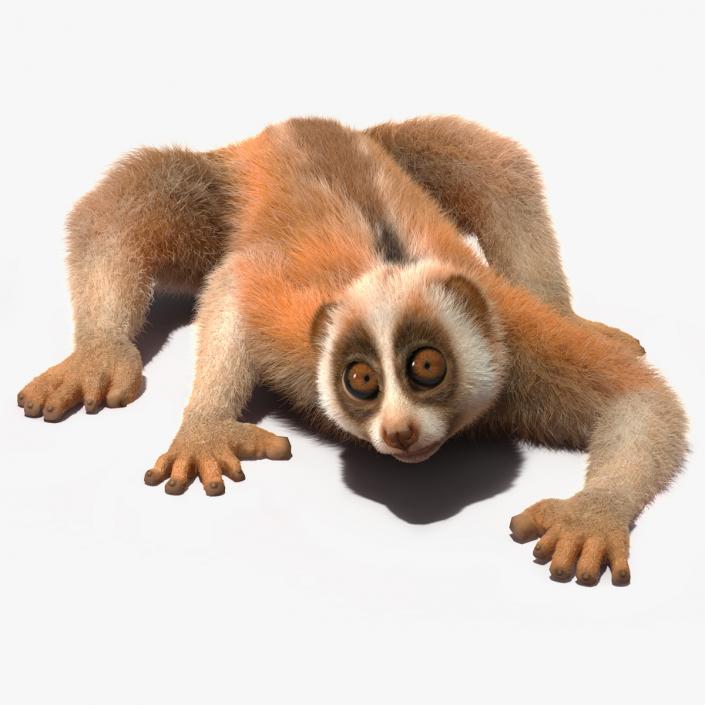 3D Slow Loris Fur Rigged