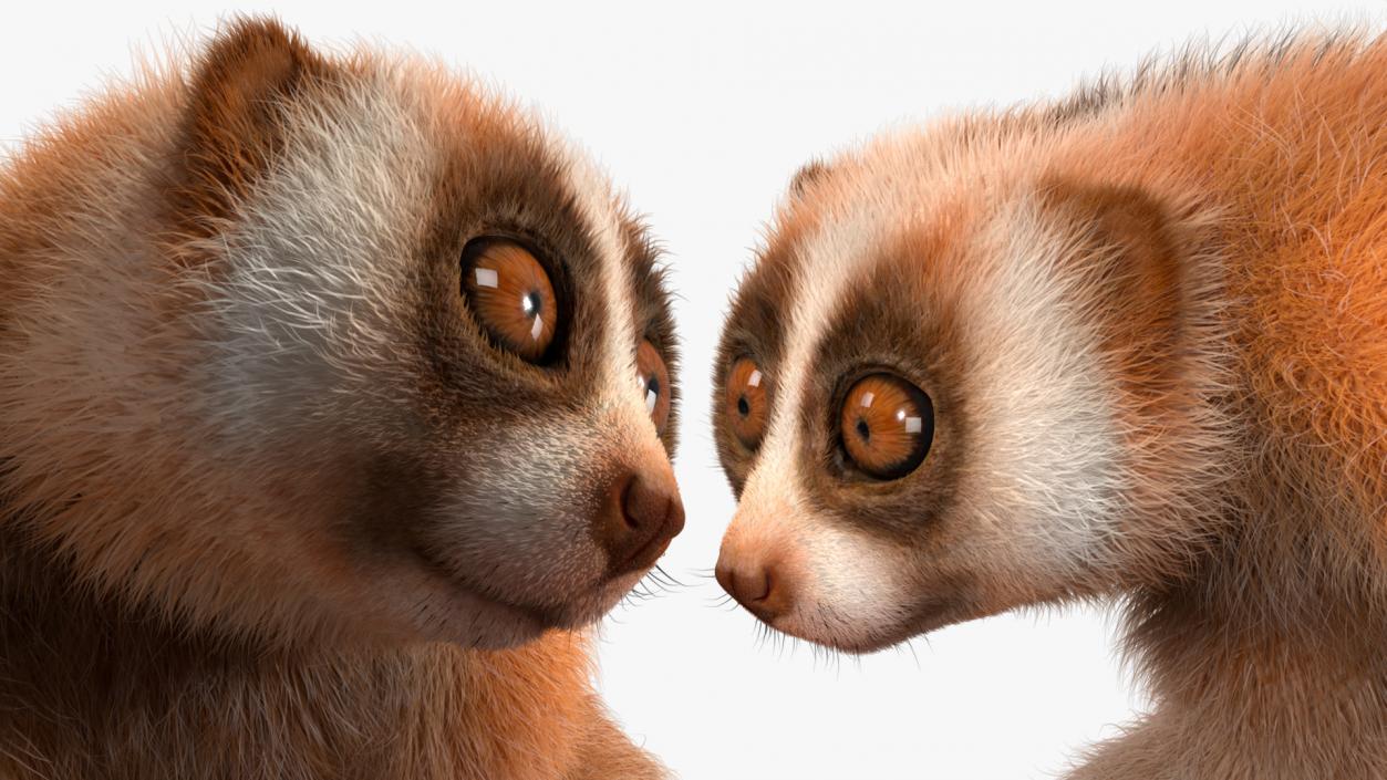 3D Slow Loris Fur Rigged