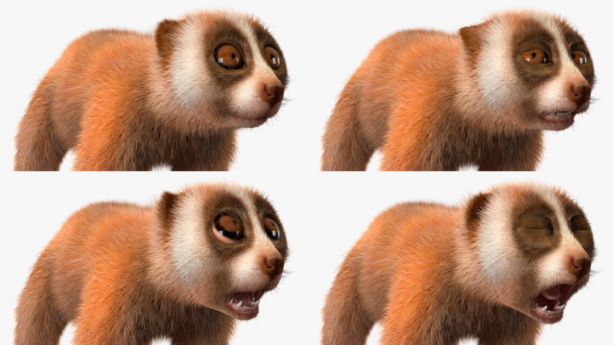 3D Slow Loris Fur Rigged