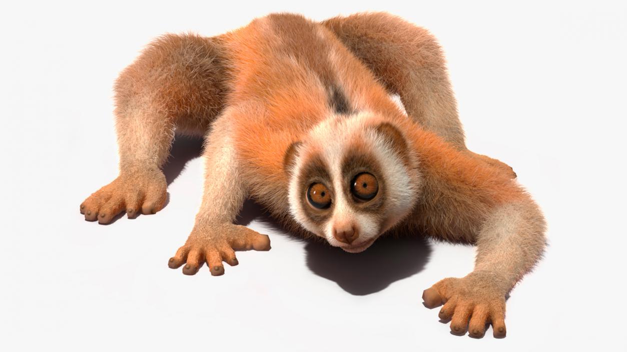 3D Slow Loris Fur Rigged