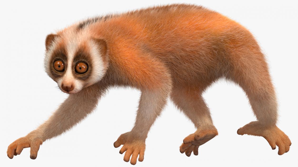 3D Slow Loris Fur Rigged