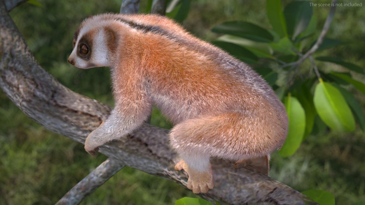 3D Slow Loris Fur Rigged