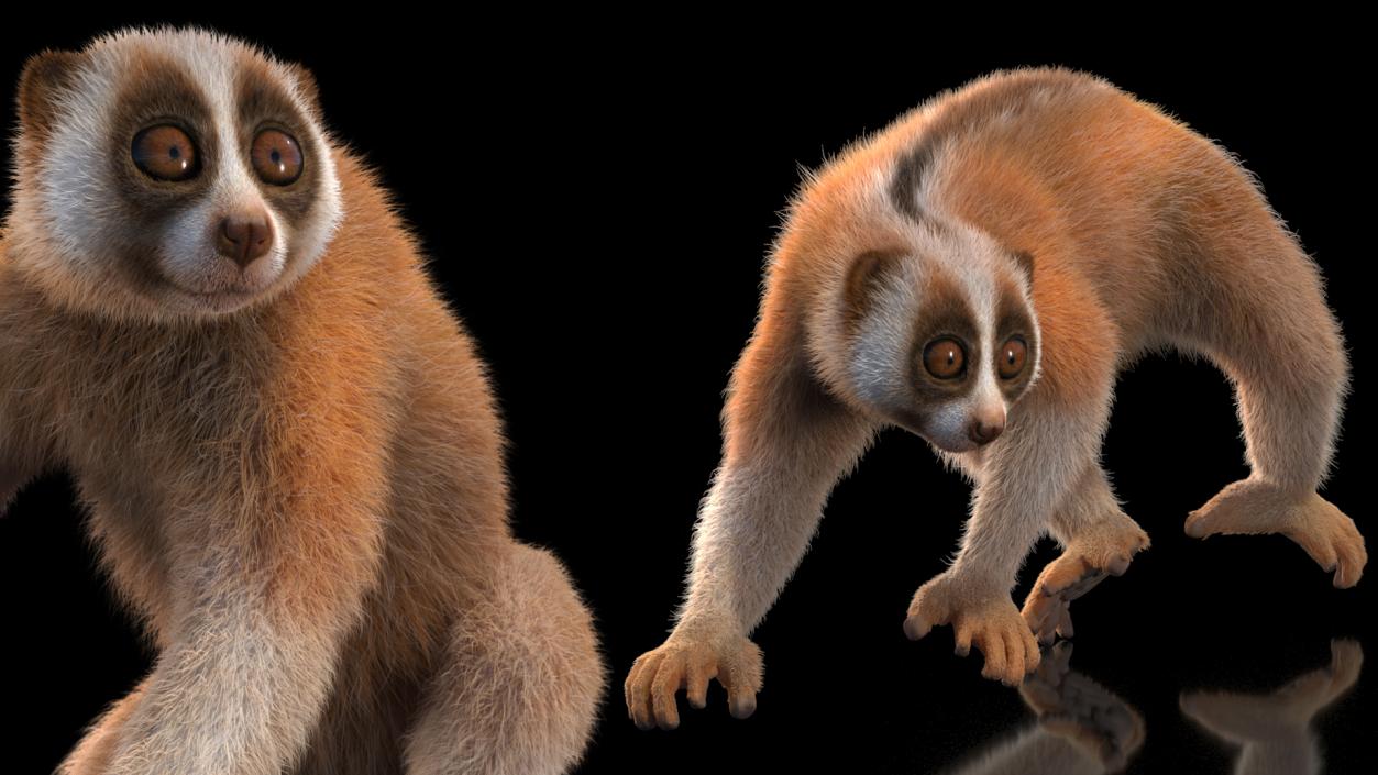 3D Slow Loris Fur Rigged