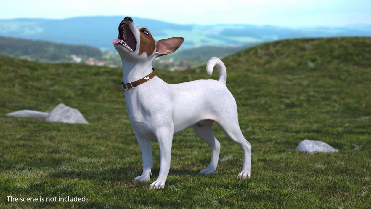 White Jack Russell Terrier Fur Rigged 3D