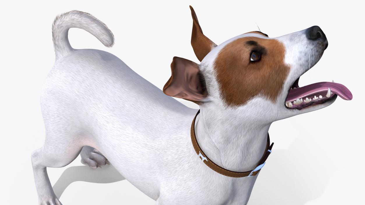 White Jack Russell Terrier Fur Rigged 3D