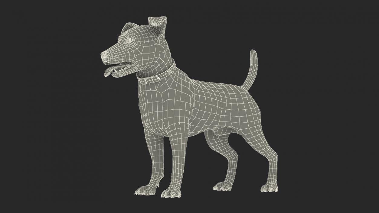 White Jack Russell Terrier Fur Rigged 3D