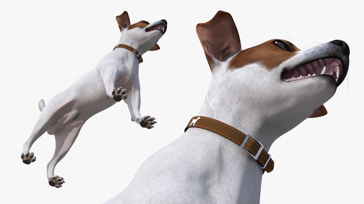 White Jack Russell Terrier Fur Rigged 3D