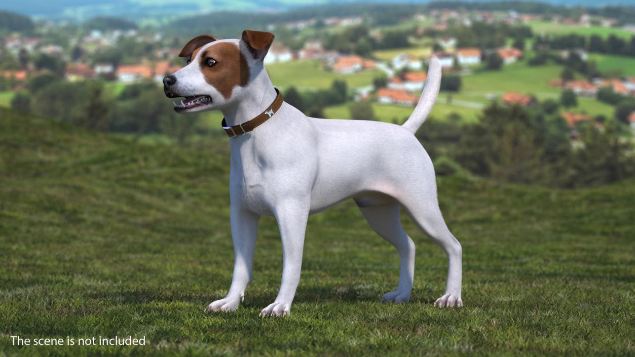 White Jack Russell Terrier Fur Rigged 3D