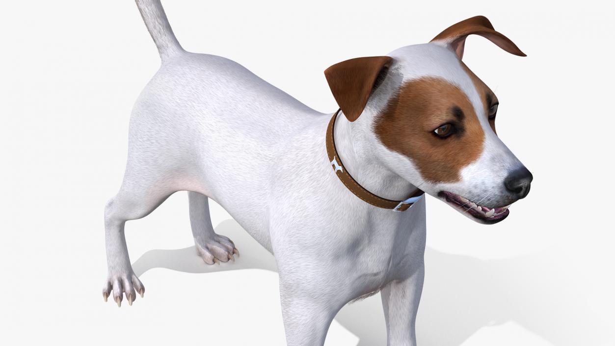 White Jack Russell Terrier Fur Rigged 3D