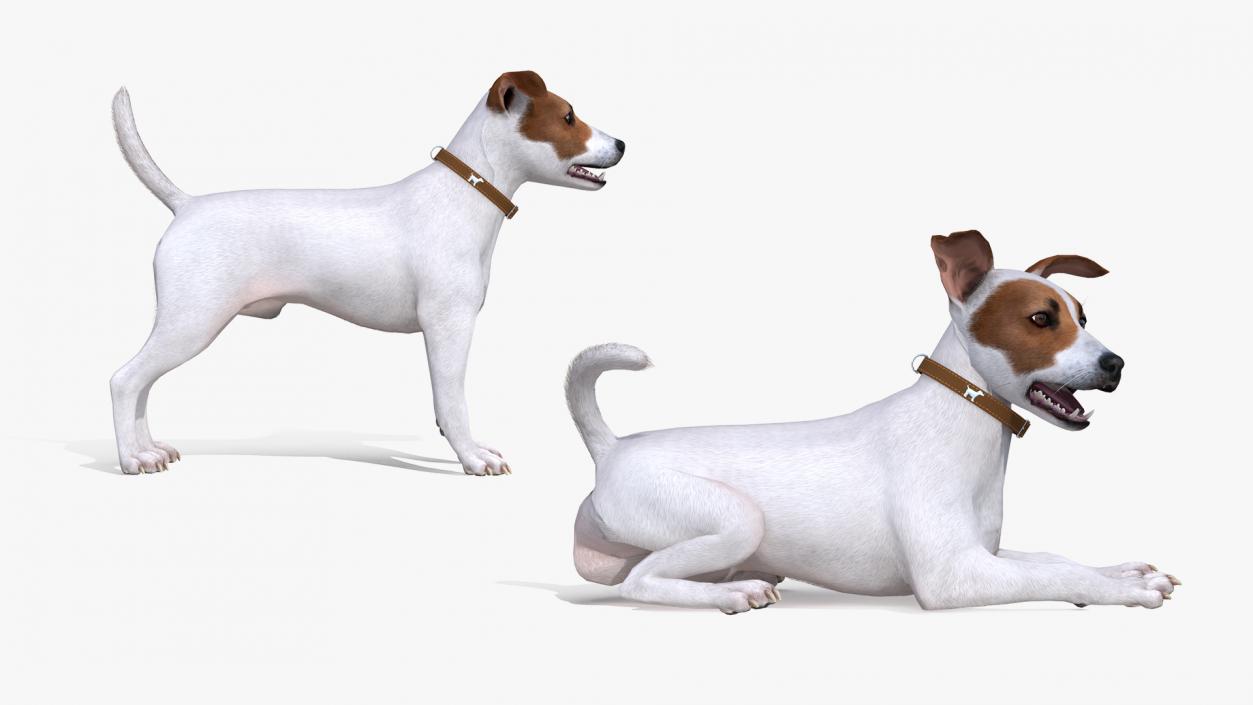 White Jack Russell Terrier Fur Rigged 3D