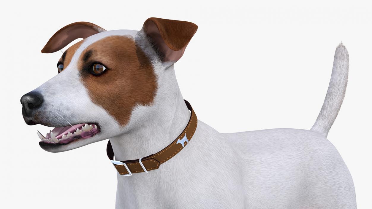 White Jack Russell Terrier Fur Rigged 3D