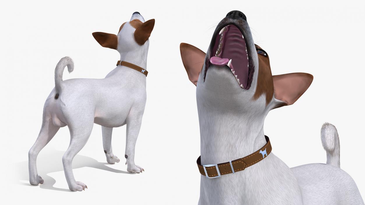 White Jack Russell Terrier Fur Rigged 3D