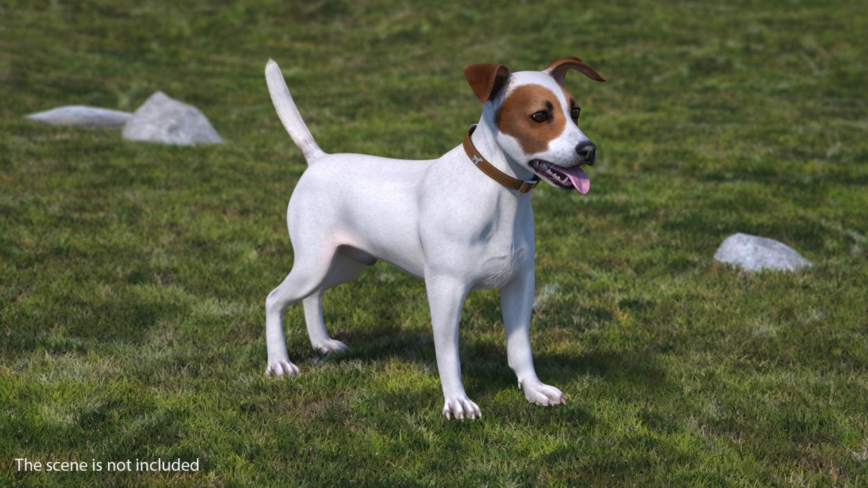 White Jack Russell Terrier Fur Rigged 3D