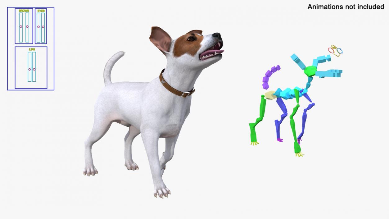 White Jack Russell Terrier Fur Rigged 3D