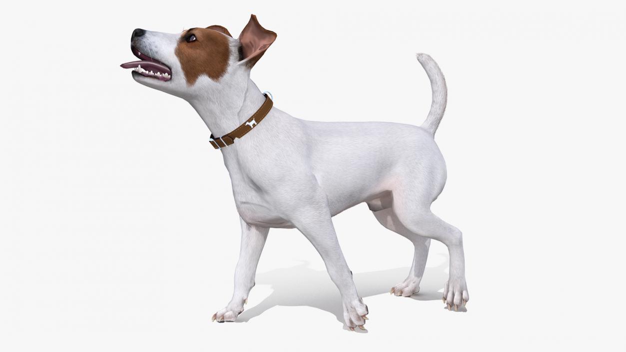 White Jack Russell Terrier Fur Rigged 3D