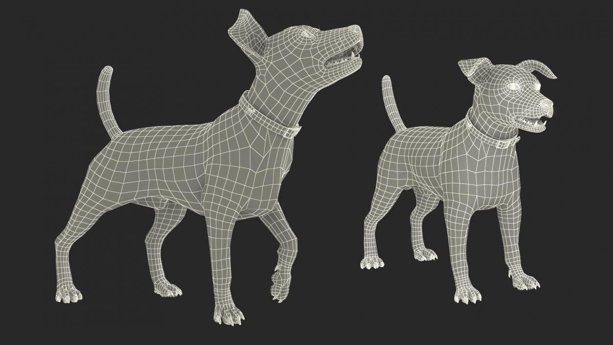 White Jack Russell Terrier Fur Rigged 3D