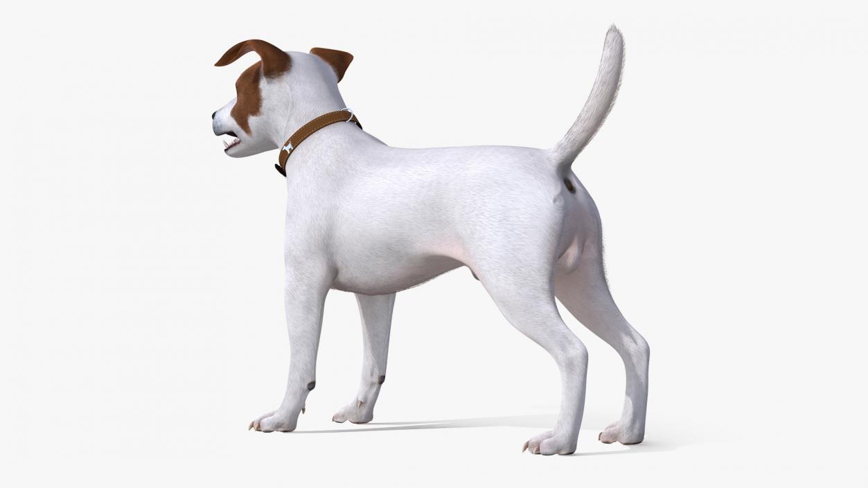 White Jack Russell Terrier Fur Rigged 3D