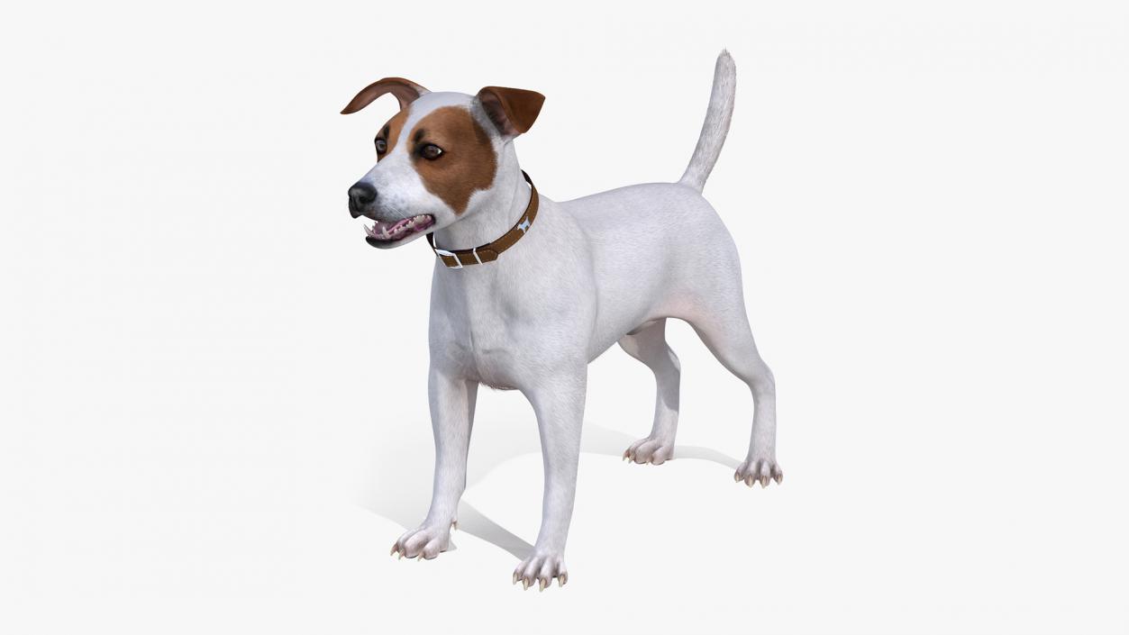 White Jack Russell Terrier Fur Rigged 3D