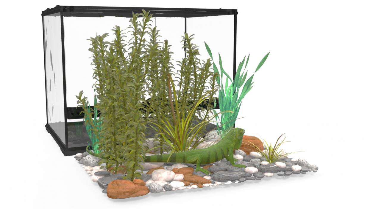 Medium Size Terrarium with Green Iguana 3D model