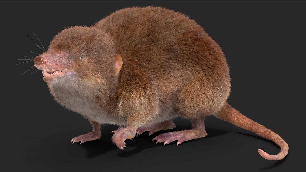 3D Shrew Fur Rigged