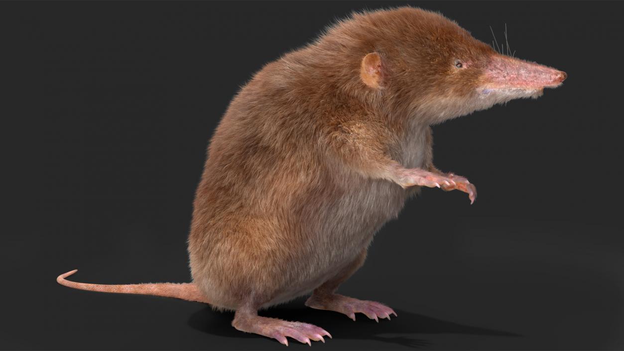 3D Shrew Fur Rigged