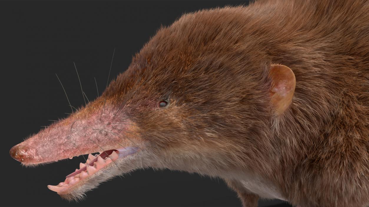 3D Shrew Fur Rigged