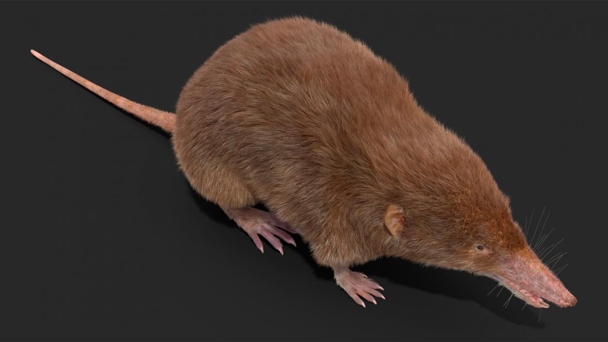 3D Shrew Fur Rigged