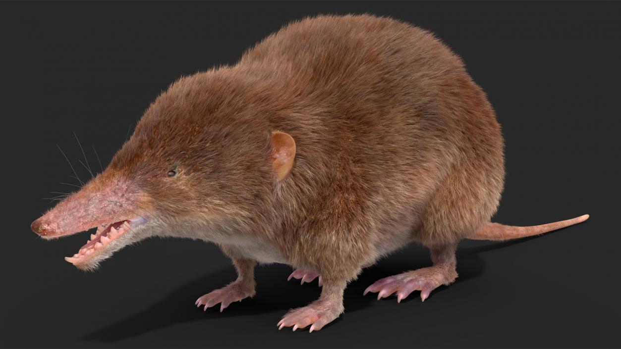 3D Shrew Fur Rigged