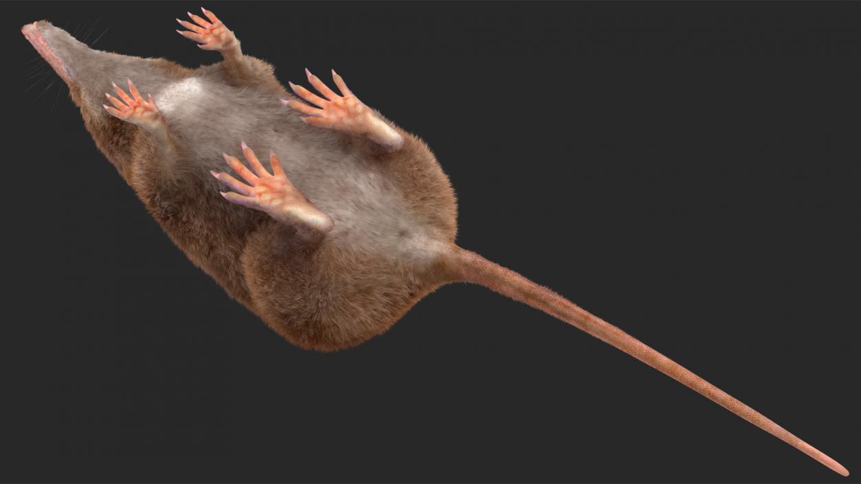 3D Shrew Fur Rigged