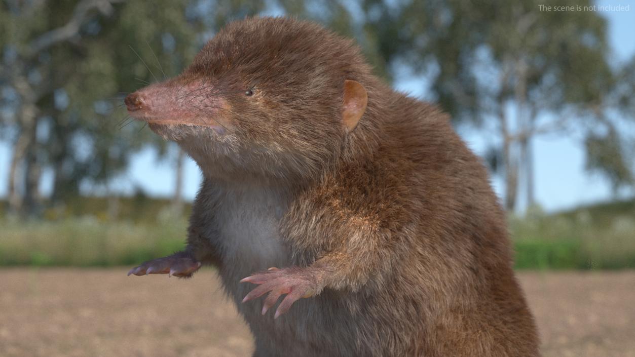 3D Shrew Fur Rigged