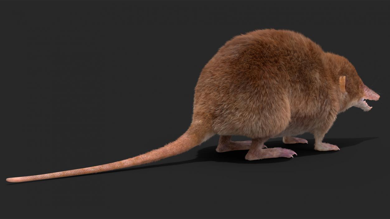 3D Shrew Fur Rigged