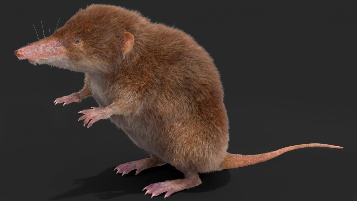 3D Shrew Fur Rigged