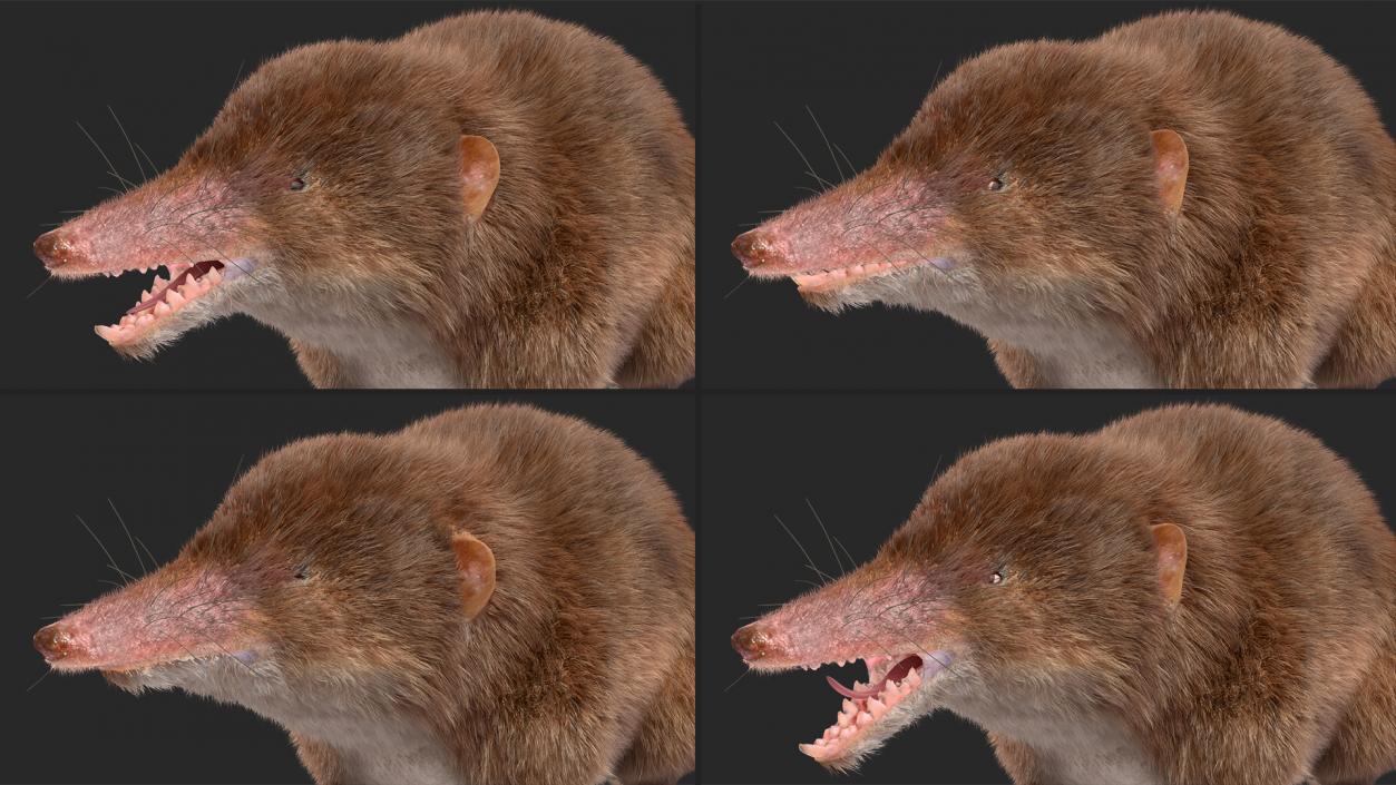 3D Shrew Fur Rigged