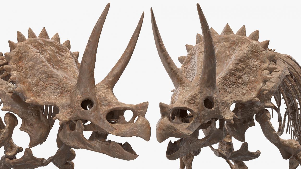 Triceratops Skeleton Fossil 3D