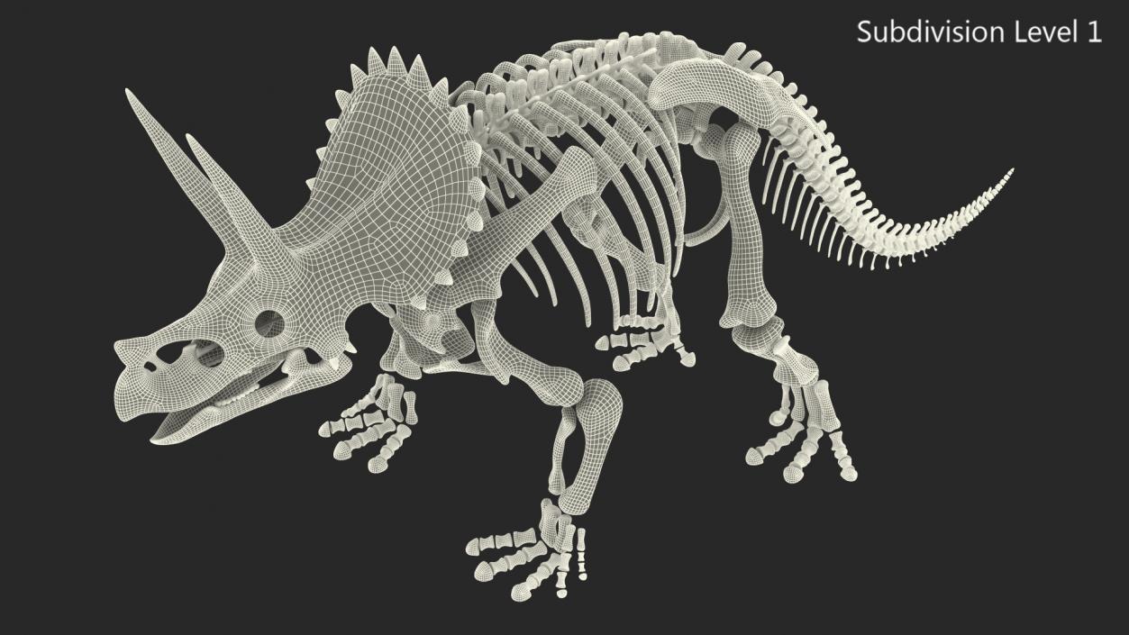 Triceratops Skeleton Fossil 3D