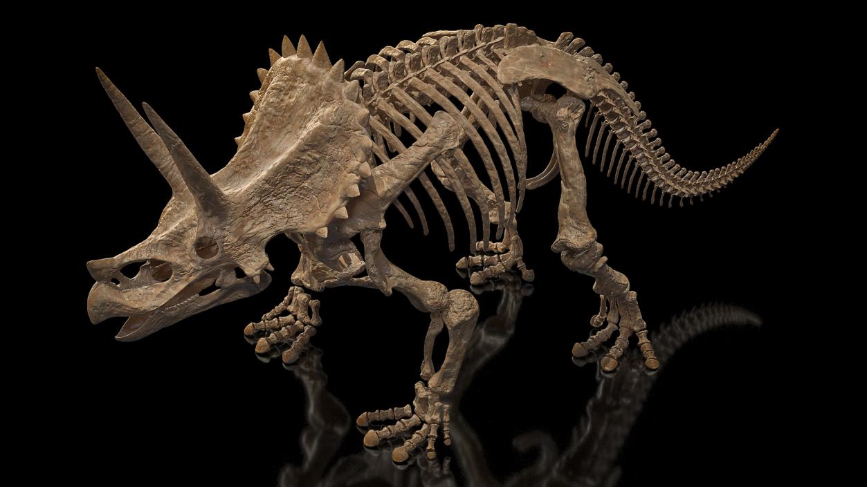 Triceratops Skeleton Fossil 3D