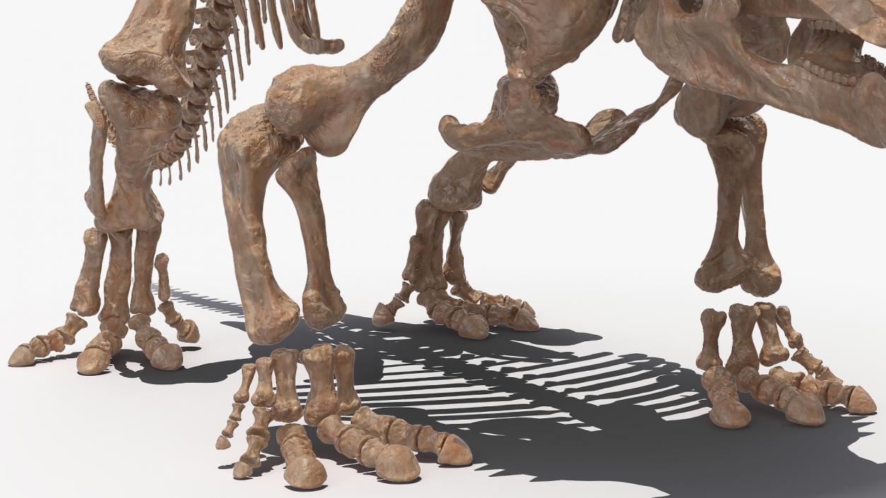 Triceratops Skeleton Fossil 3D