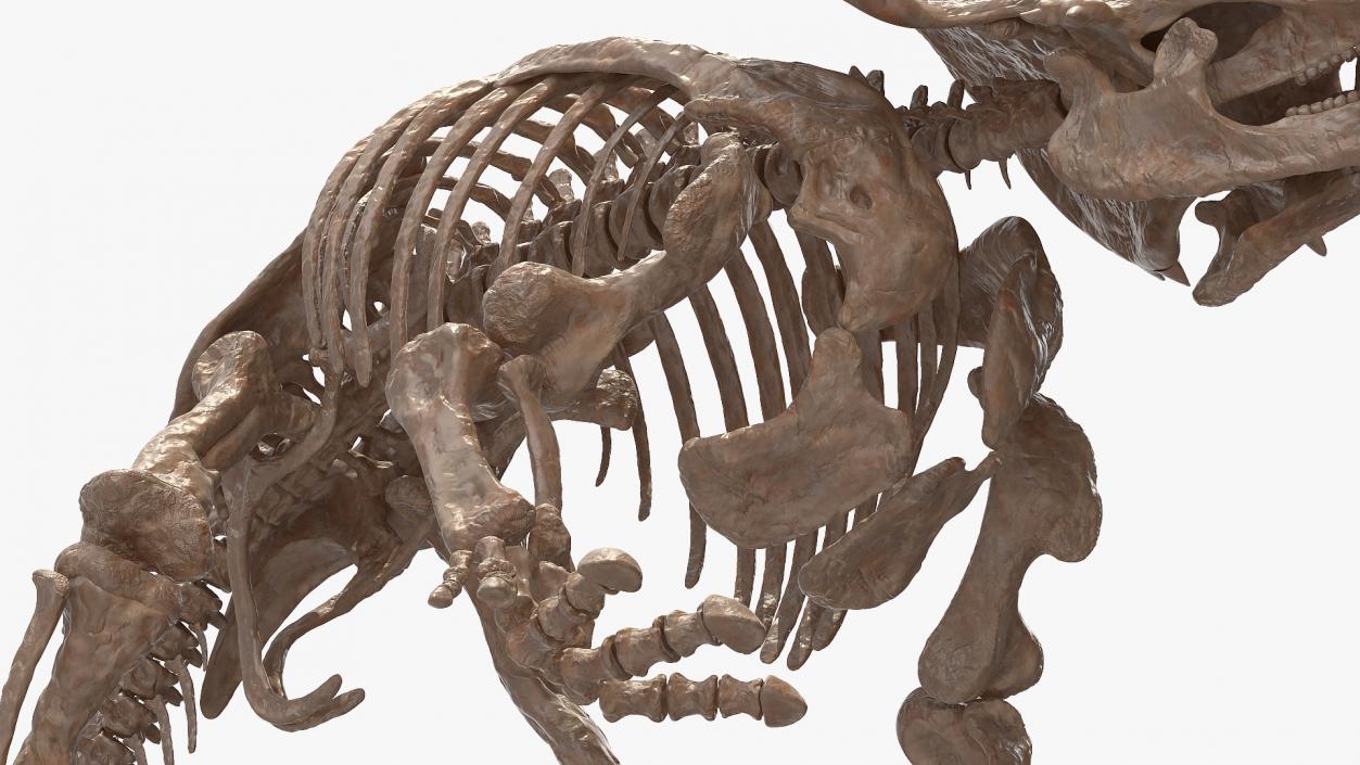 Triceratops Skeleton Fossil 3D