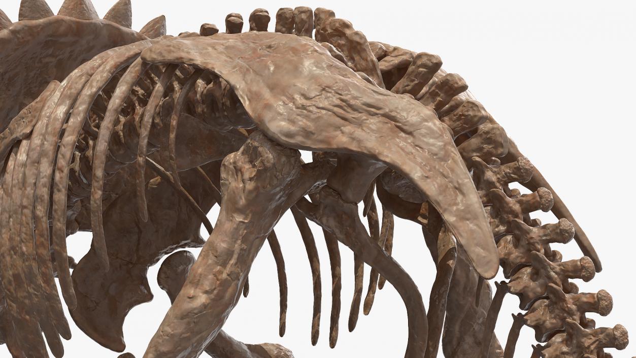 Triceratops Skeleton Fossil 3D