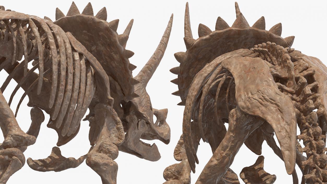 Triceratops Skeleton Fossil 3D