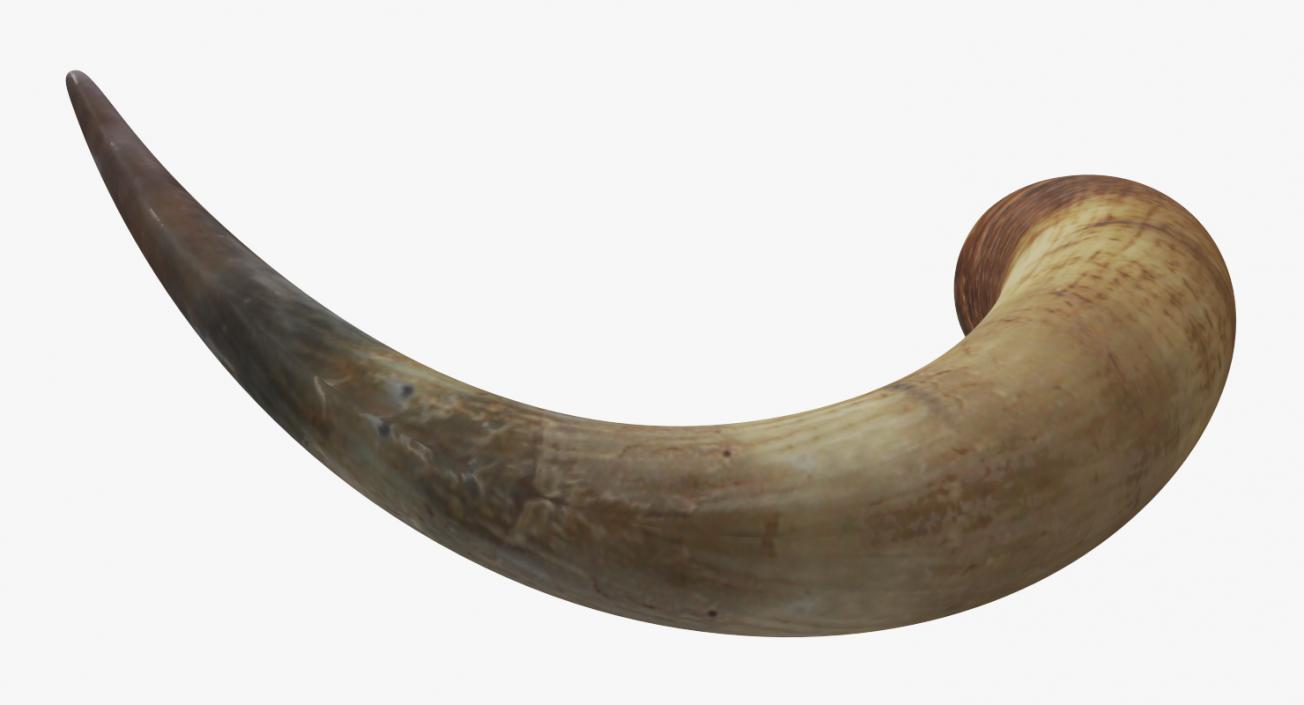 3D model Bulls Horn