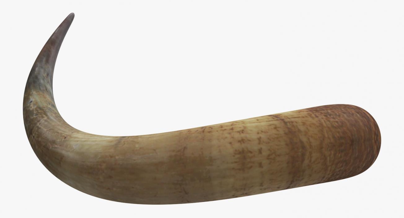 3D model Bulls Horn