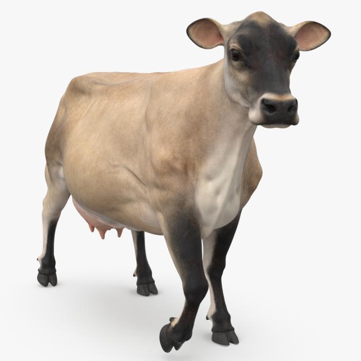 3D Cream Cow Rigged